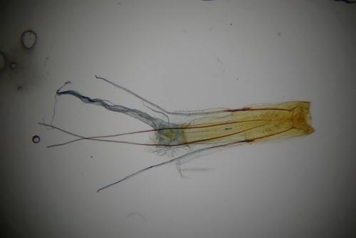 Réf. 256 921 : Lamoria anella